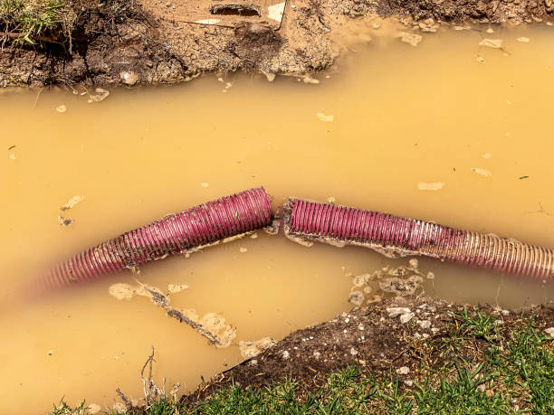 Best Flood damage cleanup  in Paradise, NV